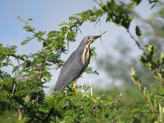 Ixobrychus sturmii