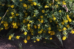 Medicago falcata
