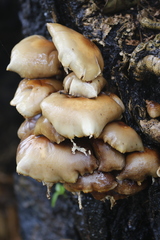 Cyclocybe parasitica