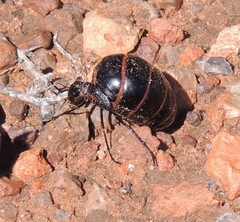 Megetra