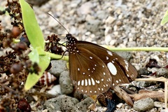 Euploea lewinii