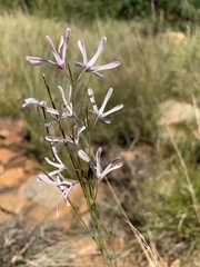 Brachystelma rubellum