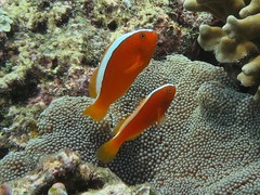Amphiprion sandaracinos