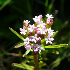 Centranthus calcitrapae