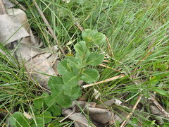 Gymnosporia markwardii