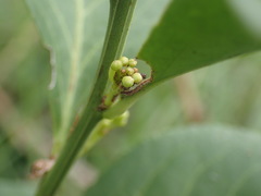 Gymnosporia markwardii