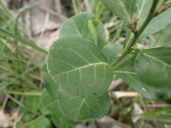 Gymnosporia markwardii