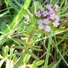 Centranthus calcitrapae