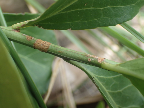 Image of Gymnosporia markwardii by (c) Mahomed Desai, some rights reserved (CC BY)