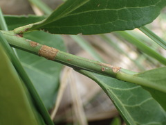 Gymnosporia markwardii