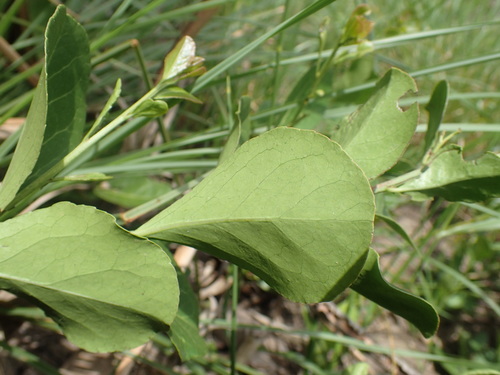 Image of Gymnosporia markwardii by (c) Mahomed Desai, some rights reserved (CC BY)