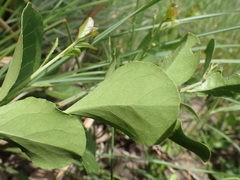 Gymnosporia markwardii