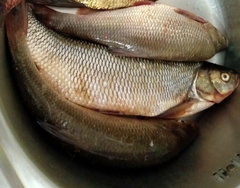 Leuciscus idus