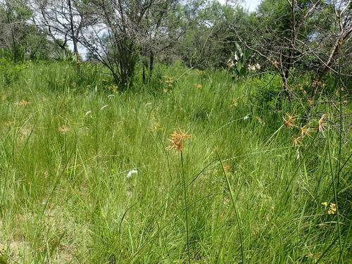 Zululand Purple Nutsedge (Cyperus natalensis)