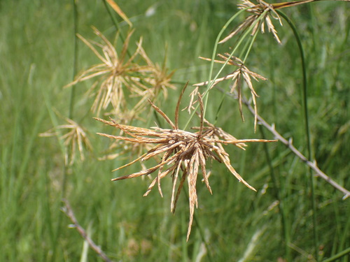 Image of Cyperus natalensis by (c) Mahomed Desai, some rights reserved (CC BY)