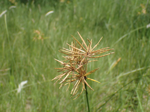 Image of Cyperus natalensis by (c) Mahomed Desai, some rights reserved (CC BY)