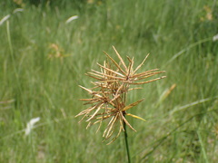 Cyperus natalensis