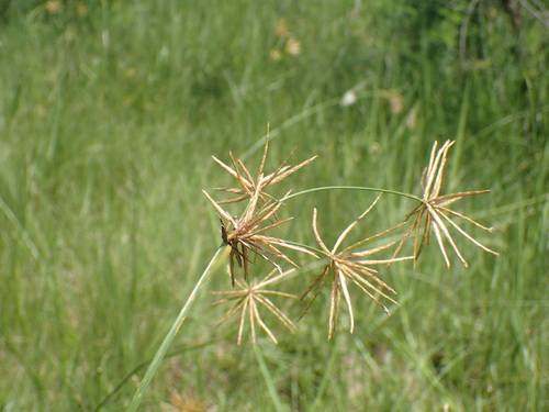 Image of Cyperus natalensis by (c) Mahomed Desai, some rights reserved (CC BY)