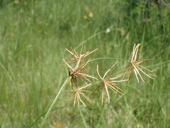 Cyperus natalensis