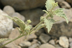 Chrozophora oblongifolia