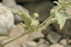 Chrozophora oblongifolia