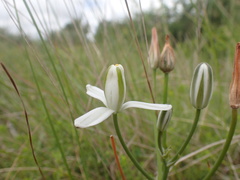 Albuca setosa
