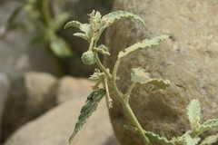 Chrozophora oblongifolia