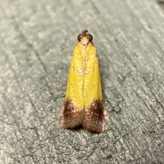 Nephopterix chryserythra