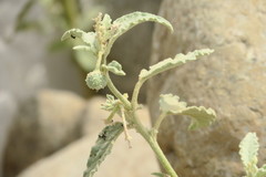 Chrozophora oblongifolia
