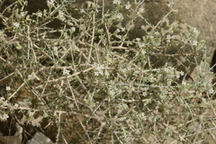 Plocama aucheri