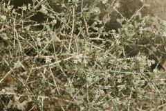 Plocama aucheri