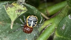 Camaricus nigrotesselatus