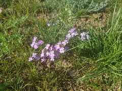 Dontostemon integrifolius