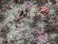 Dibaeis baeomyces image