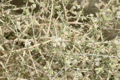 Plocama aucheri