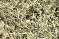 Plocama aucheri