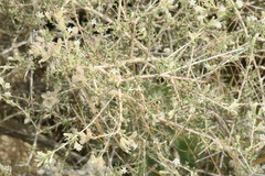 Plocama aucheri