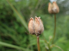 Albuca setosa