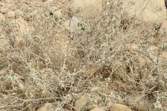 Heliotropium calcareum