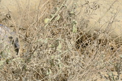 Heliotropium calcareum