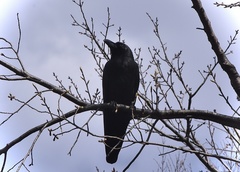Corvus macrorhynchos