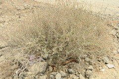 Heliotropium calcareum