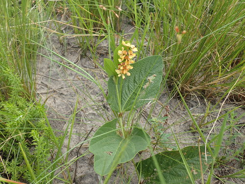 Image of Eriosema cordatum by (c) Mahomed Desai, some rights reserved (CC BY)