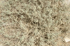 Heliotropium calcareum