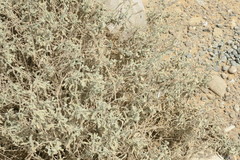 Heliotropium calcareum