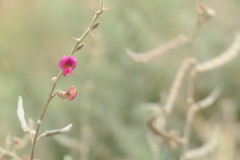 Tephrosia apollinea
