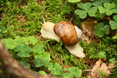 Helix pomatia