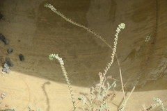 Heliotropium calcareum