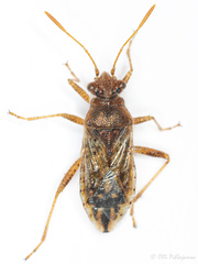 Rhopalus parumpunctatus