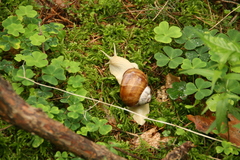 Helix pomatia